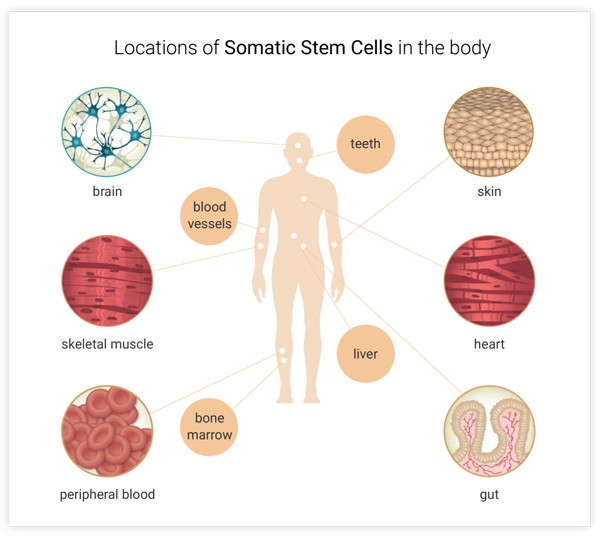 types of cells in the human body