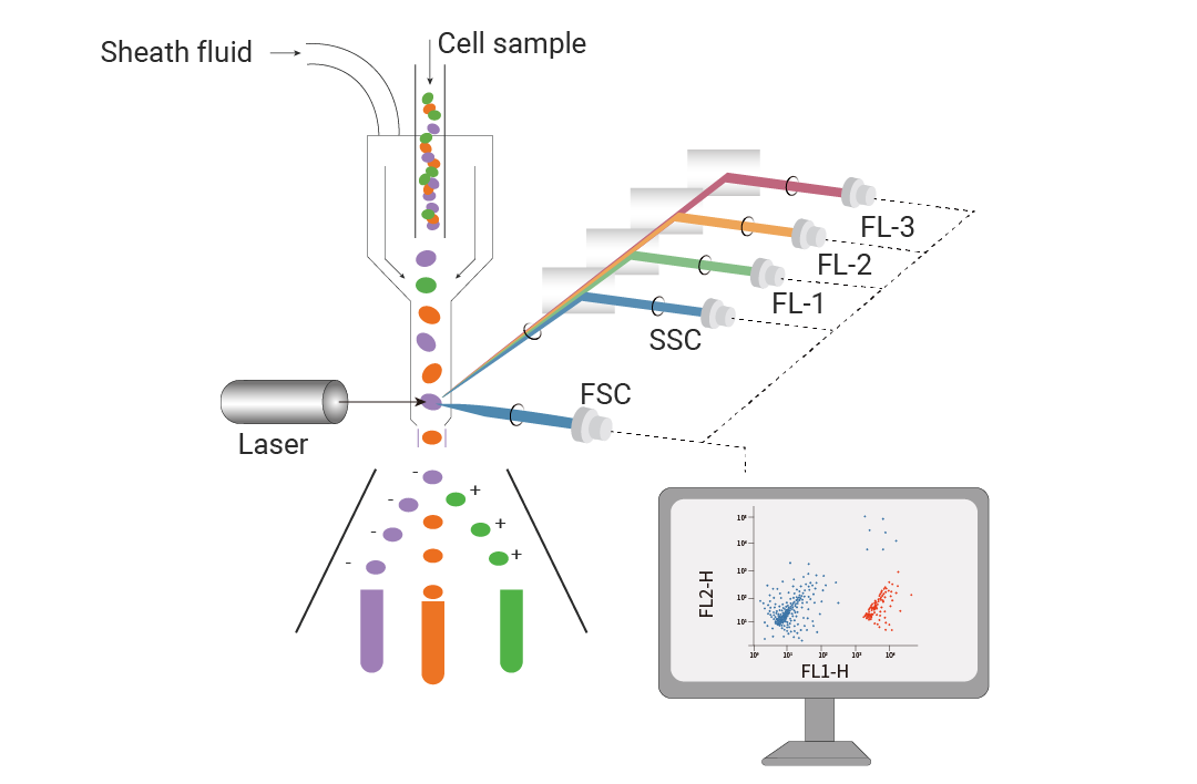 Detailed Explanation of Experimental Design and Protocol for Flow Cytometry