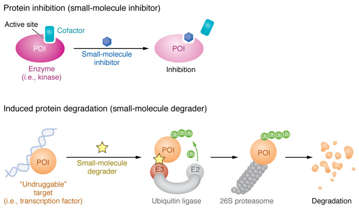 Molecular Glues: From Serendipitous Discovery to Rational Design