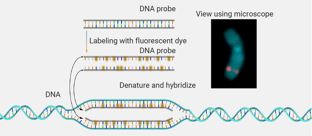Spotlight of Genetic Codes: Fluorescence In Situ Hybridization (FISH) Technology