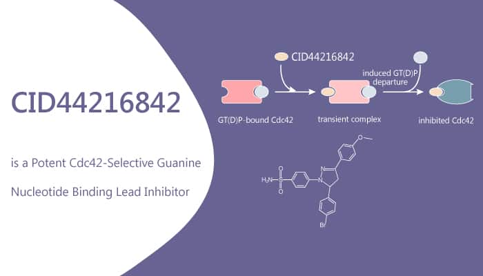 CID44216842 is a Potent Cdc42-Selective Guanine Nucleotide Binding Lead Inhibitor