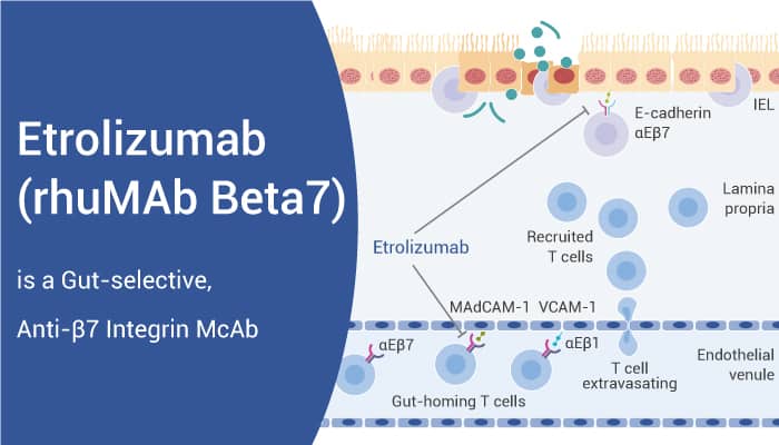 Etrolizumab is a Gut-selective, Anti-β7 Integrin McAb for Inflammatory Bowel Disease (IBD) Research