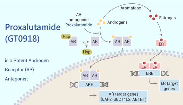 Proxalutamide (GT0918) is a Potent Androgen Receptor (AR) Antagonist