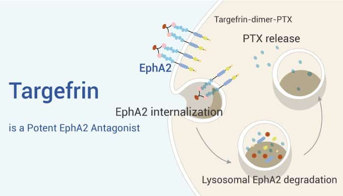 Targefrin is a Potent EphA2 Antagonist with Antitumor Activity